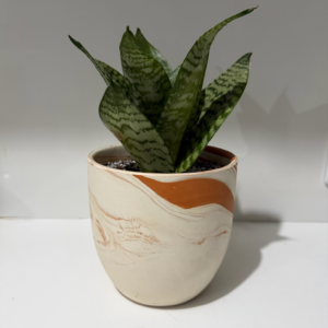 ECOROOT SNAKE PLANT CARAMEL DREAM