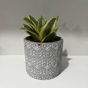 ECOROOT SNAKE PLANT ENGRAVED BEAUTY