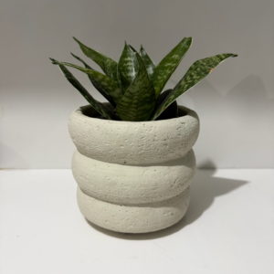 ECOROOT SNAKE PLANT SKY CLOUD