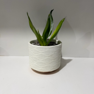 ECOROOT SNAKE PLANT WOODY WHITE
