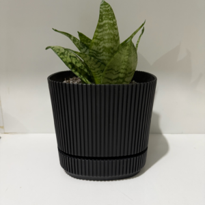 ECOROOT SNAKE PLANT DRAINAGE PRO