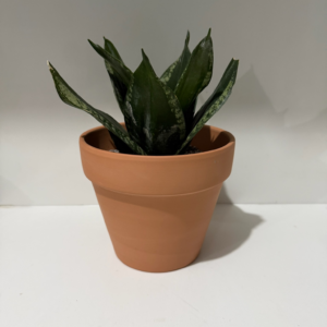 ECOROOT SNAKE PLANT GO ORIGINAL