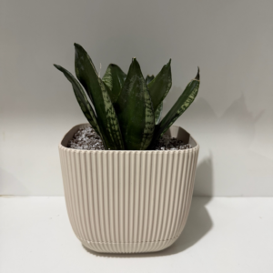 ECOROOT SNAKE PLANT DRAINAGE EXPERT